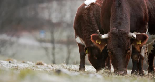 A Cow with Her Cute Calf Eating Hey on a Freezing Morning
