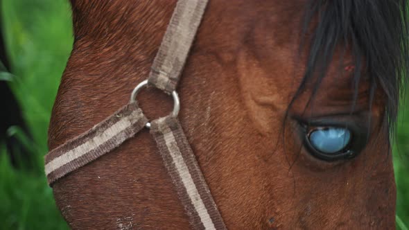 Dark Bay Blind Horse Grazing In The Horse Farm  Injured Horse Munching On Grass alt