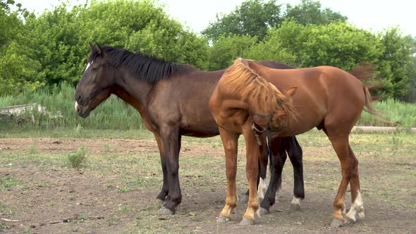 Young Horses on Stand on the Farm. Horses Stand Next To Each Other. alt