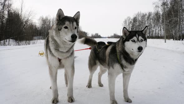 Husky dogs in winter in the forest