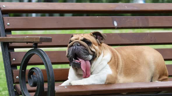 Thoroughbred English Bulldog Rests on a Bench in a City Park