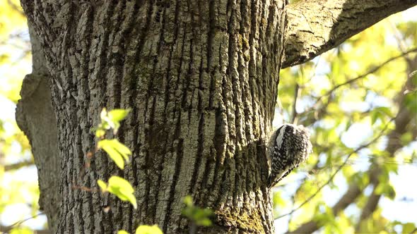 Yellow-bellied sapsucker bird sitting on tree trunk side on sunny day, close up static view alt