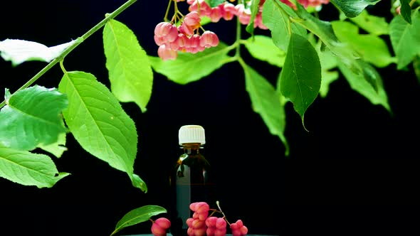 Eonimus Berry. Homeopathy Healing Medicines From Natural Herbs