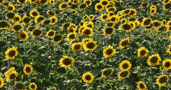 field of sunflowers, allier department in Auvergne, France alt