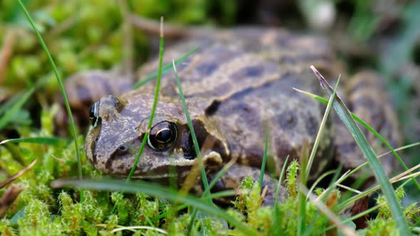 A Common Frog Rana Temporaria Hiding Between the Green Gras and Moss in Ireland alt