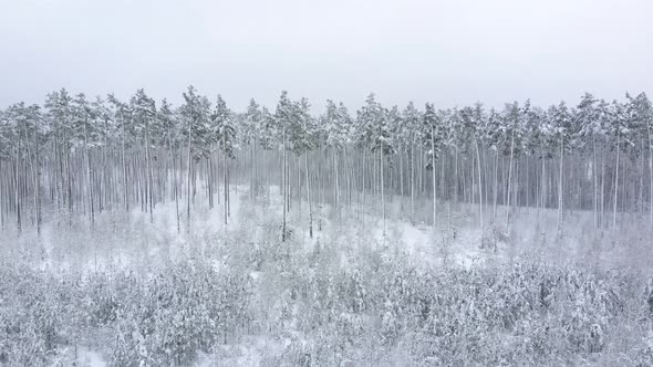 Young Winter Forest in Foreground. Aerial View
