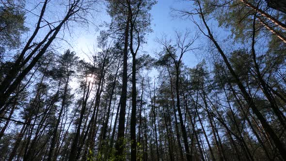 Walking Through the Forest with Pine Trees During the Day POV Slow Motion alt