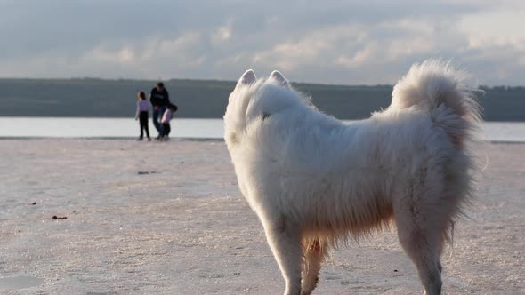 The white dog Samoyed stands on the shore of the lake and looks in the trail of his family.