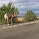 Roadside Herd of Bighorn Sheep - VideoHive Item for Sale