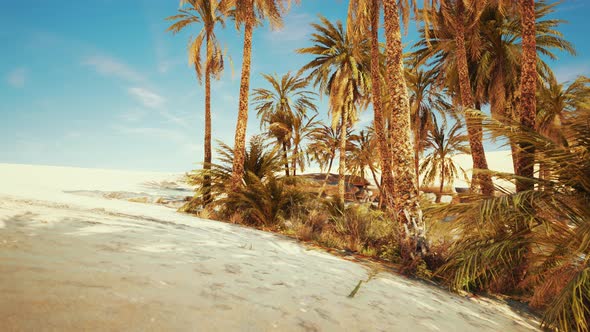 Palm Trees in the Sahara Desert alt