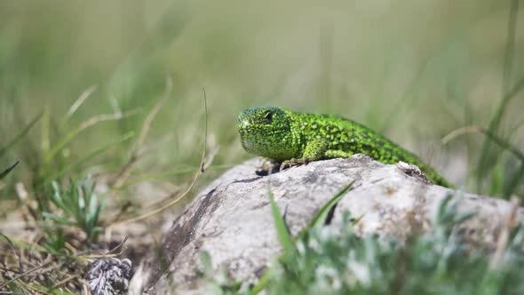 Male of European Green Lizard (Lacerta Viridis) on the Stone with Green Backround