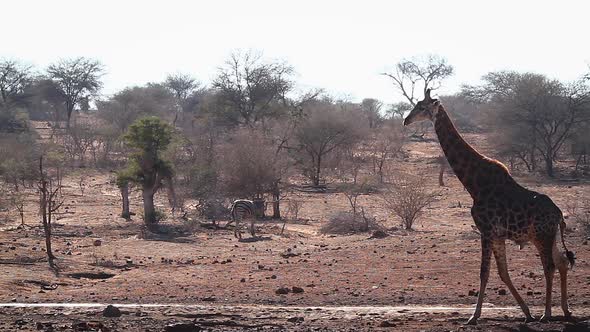 Giraffe in Kruger National park, South Africa alt