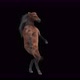 28 Horse Dancing 4K - VideoHive Item for Sale