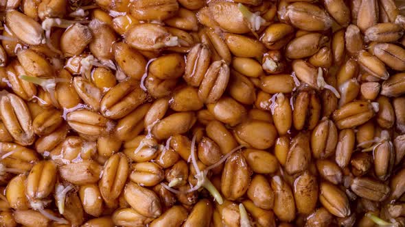 Wheat Germination Process in Time Lapse Macro Shooting Life Start Concept alt