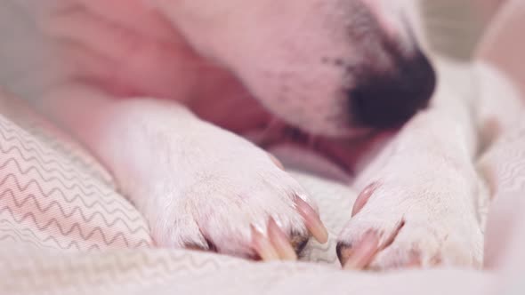 Close-up of white dog paws, claws and nose in neon light.