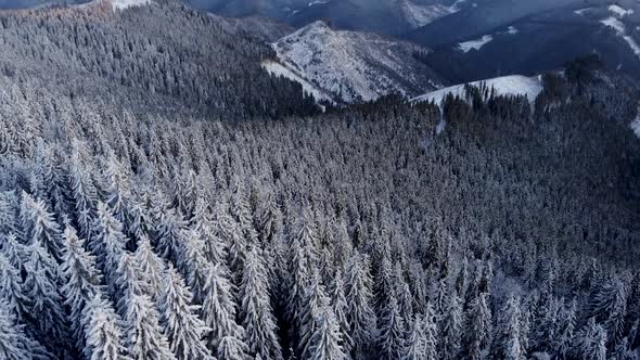 Drone Fly Above Winter Forest Unveiling Mountain Valley