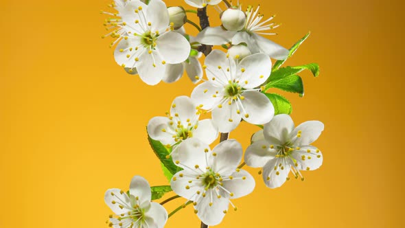 Time Lapse of Cherry Blossom Branch on Yellow Background