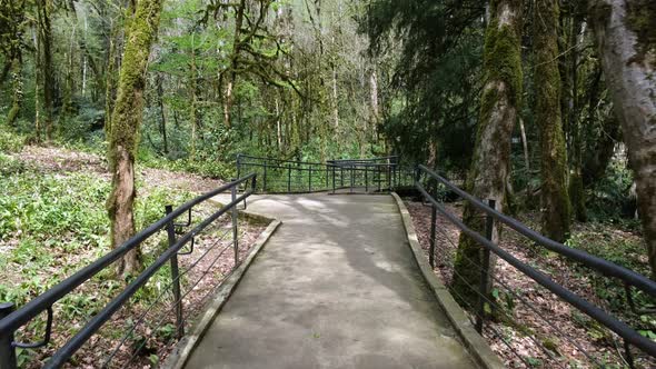 Hiking trail through beautiful green forest
