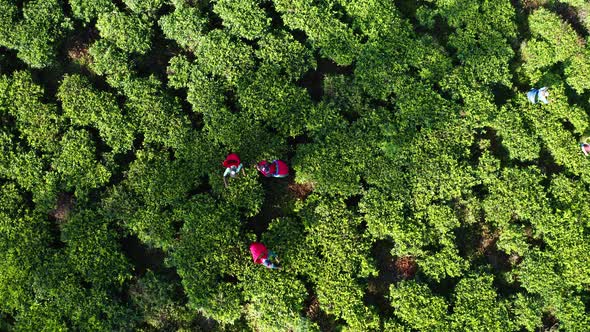 Aerial View of Tea Plantations, Fields, Waterfall and People Picking Up Tea During Sunrise. Sri