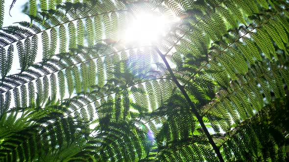 Fern Leaves Tropical Forest Low Angle Sunlight