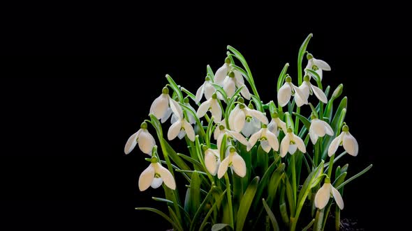 Bunch of Snowdrops Flowers Isolated on Black Background Bloom in Fresh Spring Time alt