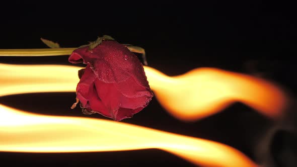 The Yellow Flame From the Fire Burning the Rose alt