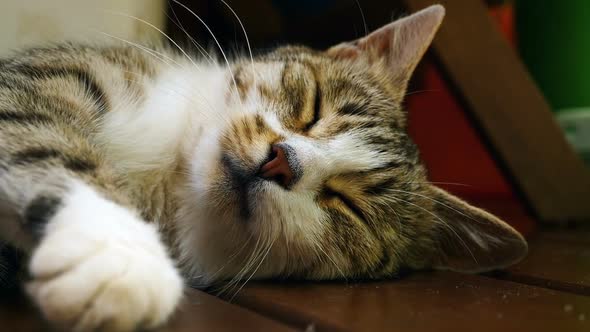 cat sweetly napping and dreaming