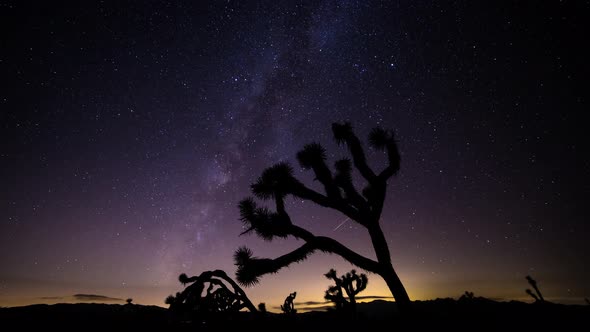 The Milky Way and Joshua Tree alt