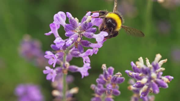 Slow Motion Video Closeup of a Bee Collecting Honey From a Flower alt