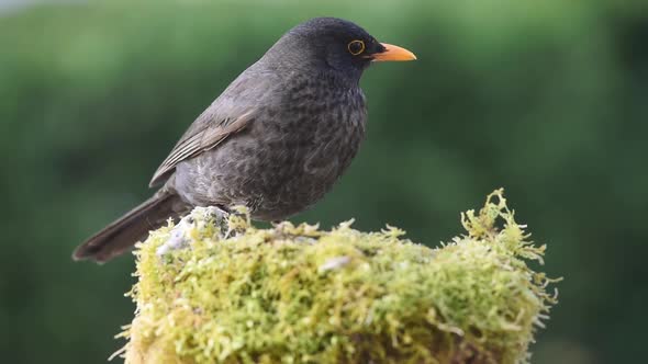 Blackbird eating in nature