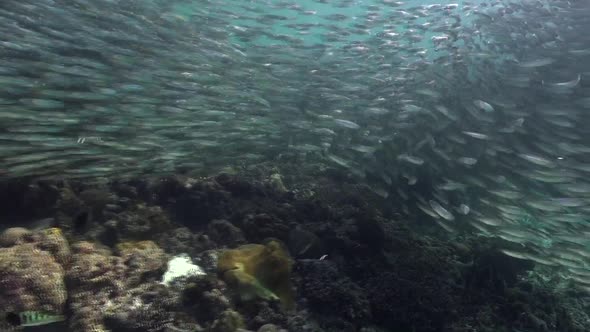 Sardine storm on tropical coral reef, thousand of sardines rushing over shallow coral reef alt