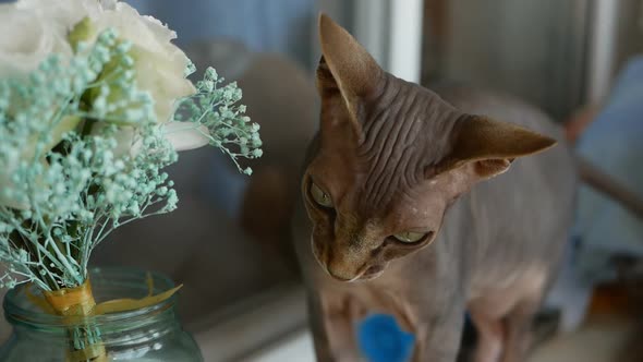 Close Up Portrait of a Cat alt