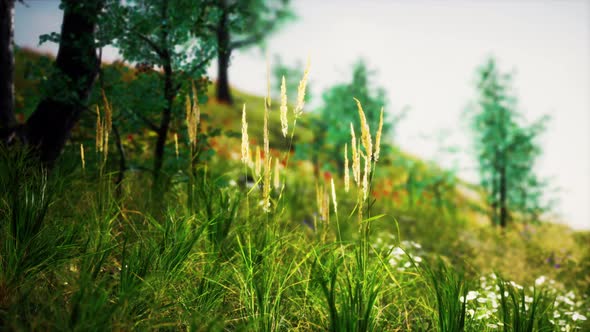 Grass Field and Forest Trees alt