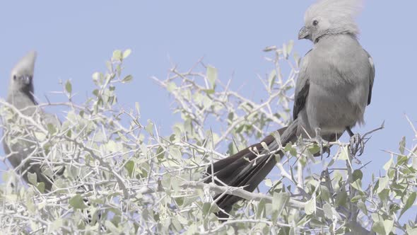 Go Away Birds on a Tree