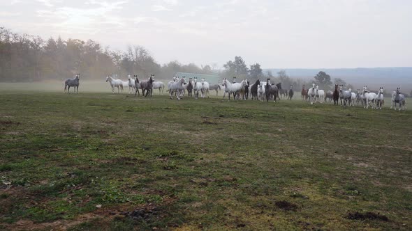 Wide shot of Lipizzaner horses running through the field in the morning alt