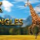 Giraffe running from 3 different angles - VideoHive Item for Sale