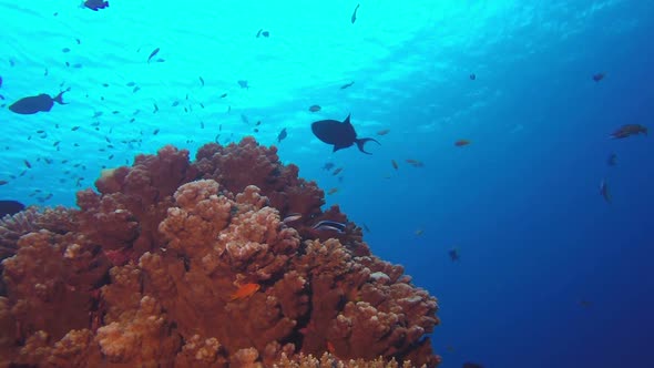 Tropical Coral Reefs alt