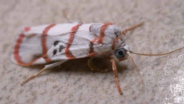 Moth  alt