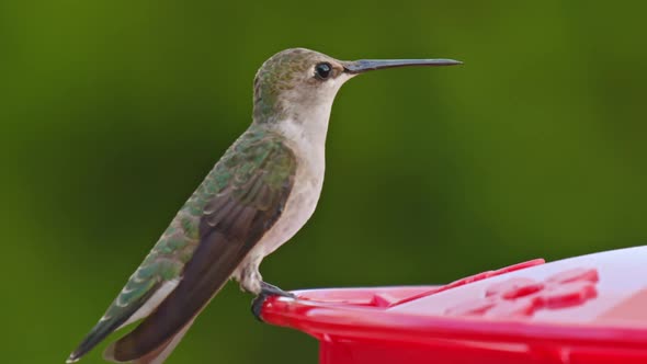 Hummingbird drinking from bird feeder in slow motion