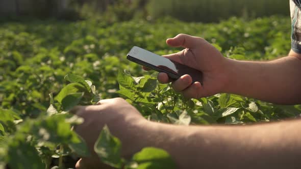 Farmer Uses a Phone on a Field