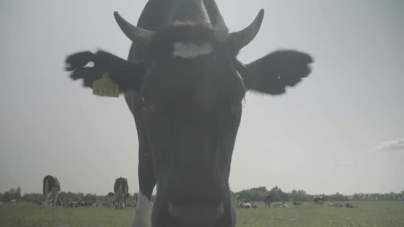 Cow. Cows in a Pasture on a Farm. Slow Motion alt