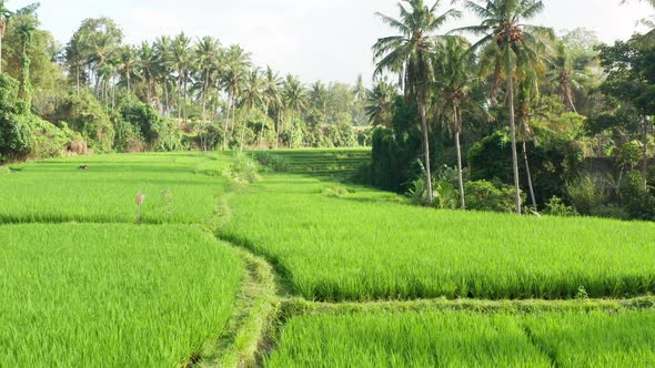 Looking down onto a rice terrace field