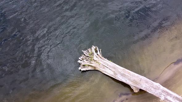 Old fallen tree lying in the water on the shore of the river
