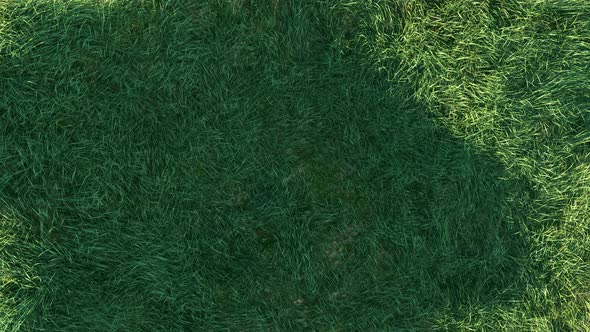 Grass Wind Slow in the morning Loop 4K alt