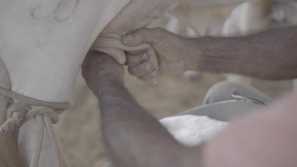 Ordenha manual na vaca alt