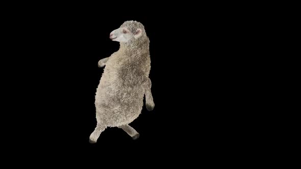 08 Sheep Dancing HD alt