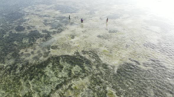 Tanzania  Women in the Coastal Zone at Low Tide in Zanzibar Slow Motion alt