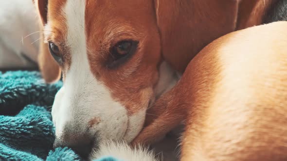Beagle Dog Sleeps on Sofa in Curl Position