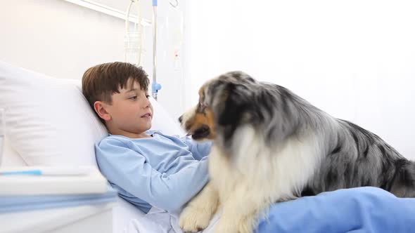 dog therapy, lonely and sick child lying in hospital bed is cheered by the happiness of the dog