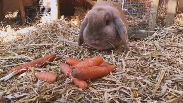 Rabbit eats carrots in rabbit hutch
